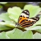 Foto mit meinem Schmetterling