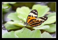 Foto mit meinem Schmetterling