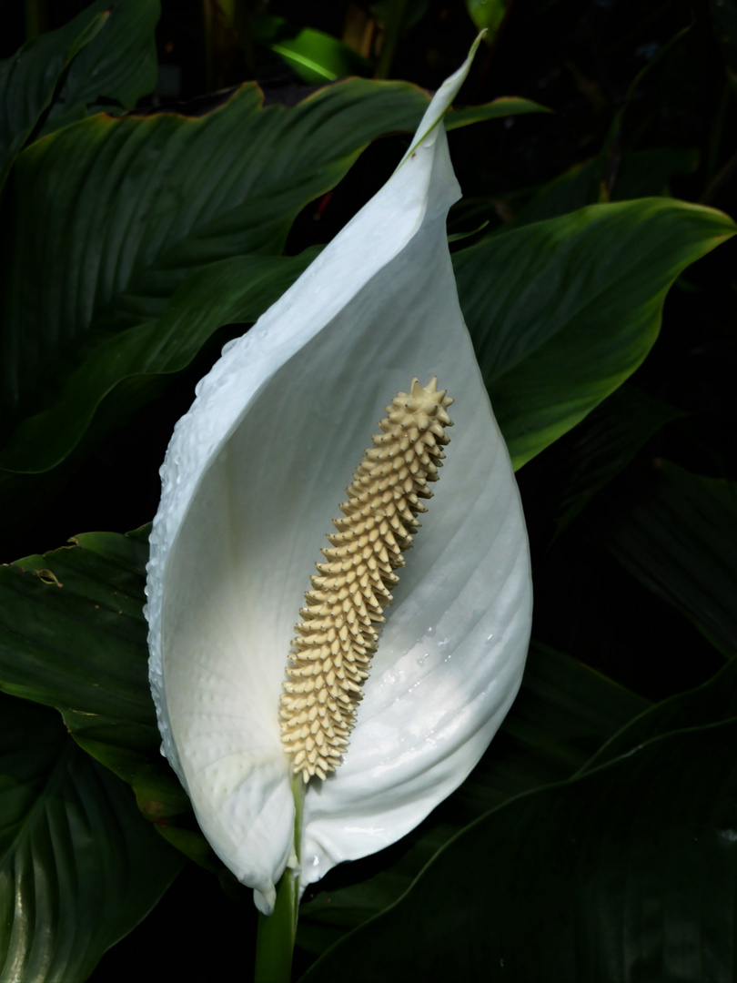 (Foto-)Mitbringsel aus dem Palmengarten ( II)