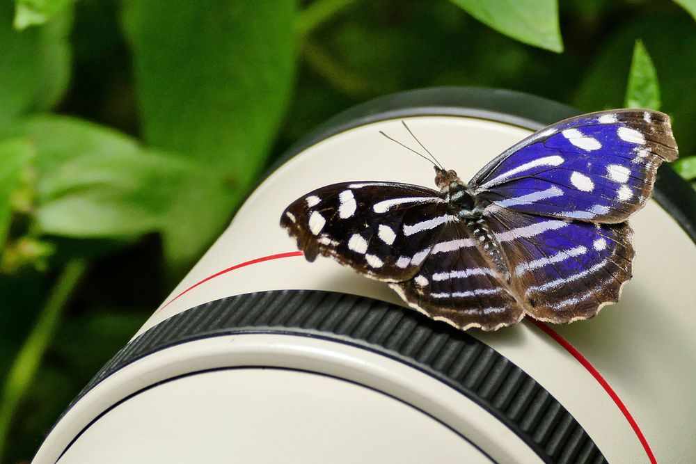 FOTO-PAUSE, blue wave, blue-banded purplewing, tropical blue wave, whitened bluewing, or royal blue