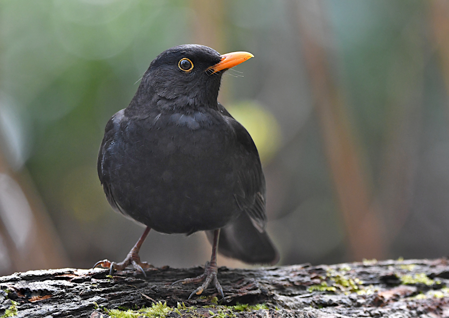 Foto-Shooting mit einer Amsel...