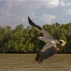 Foto von Andreas Bürgel " auf Adler pur getrimmt"