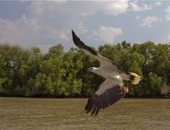 Foto von Andreas Bürgel " auf Adler pur getrimmt"