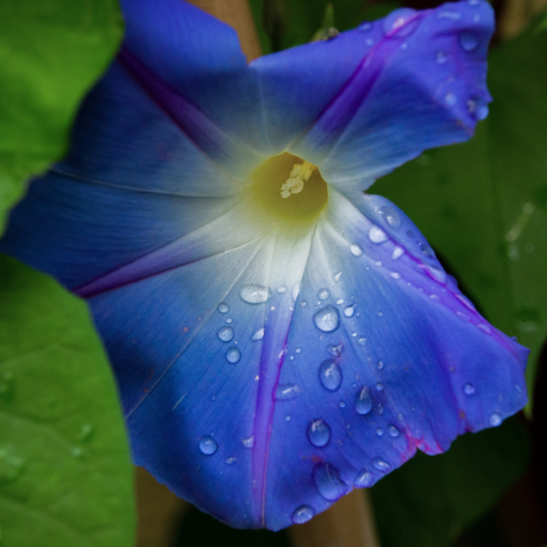 Foto von einer blume mit Wassertropfen