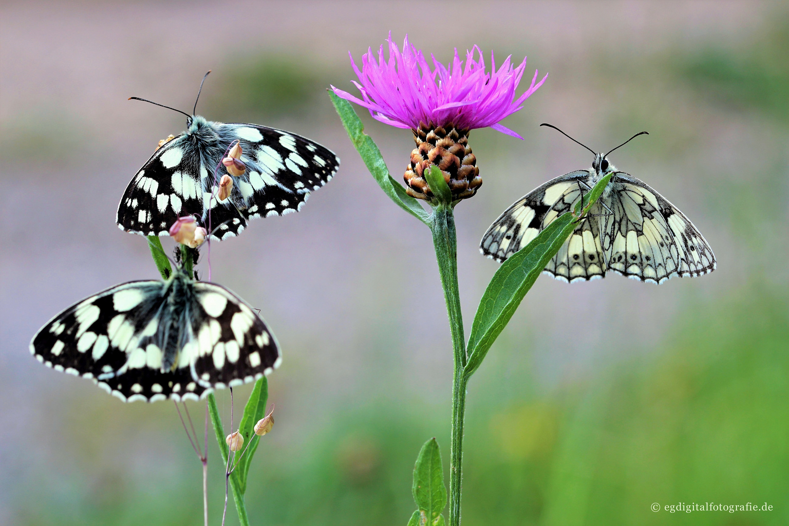 »Foto-Wochenende Natur« vom 28.06.24, 15:00 Uhr bis 30.06.24, 15:00 Uhr, 399,00€.