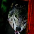 Foto Wolf im Fenstr