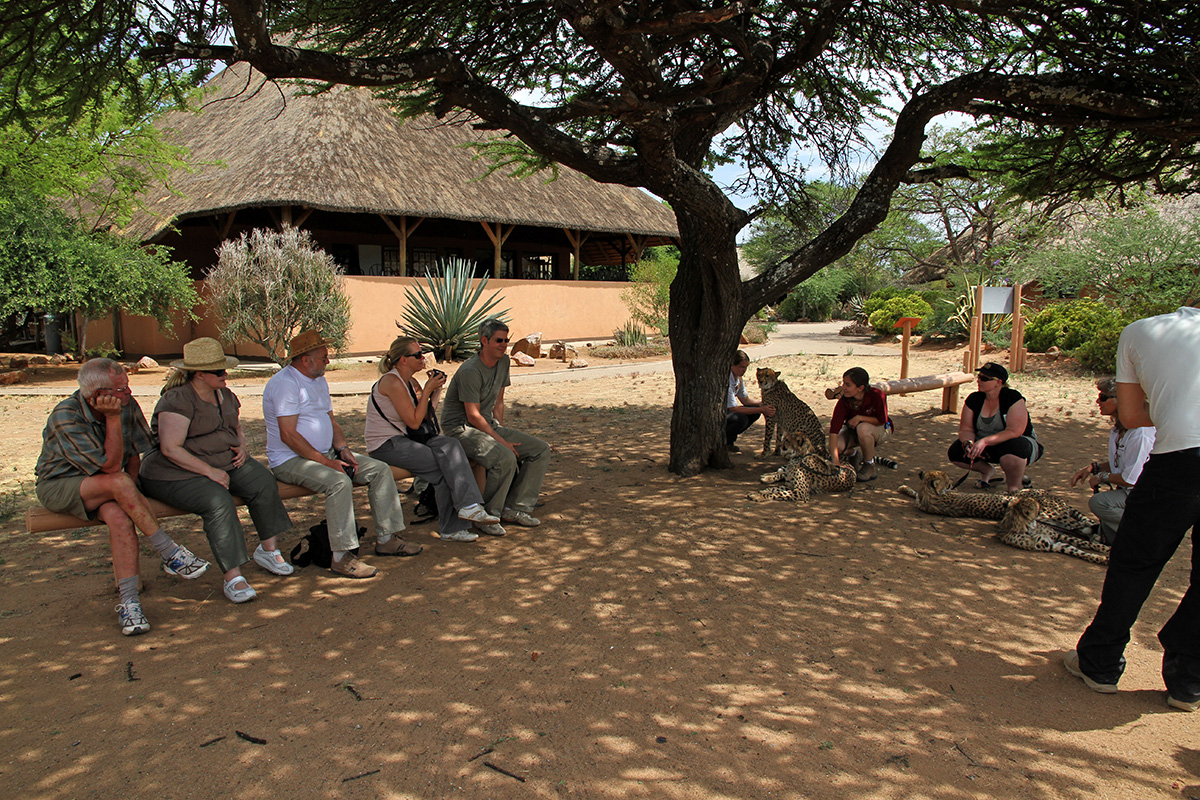 Foto-Workshop mit Geparden in Namibia