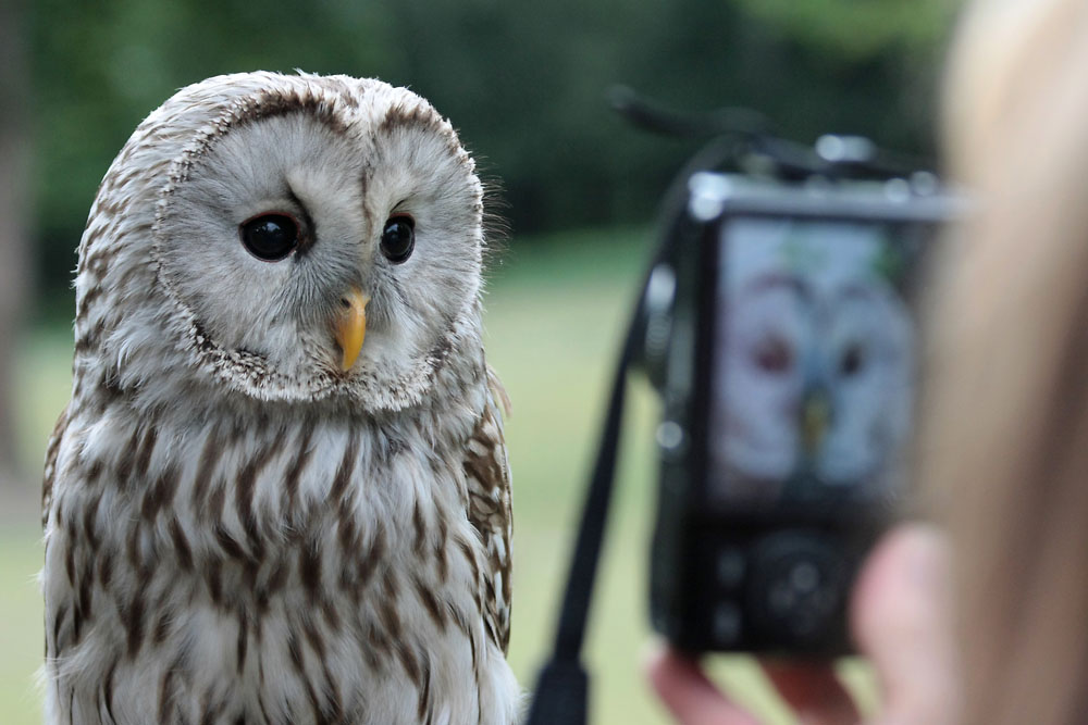 Foto-Workshop Tierfotografie