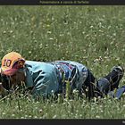 Fotoamatore a caccia... di farfalle