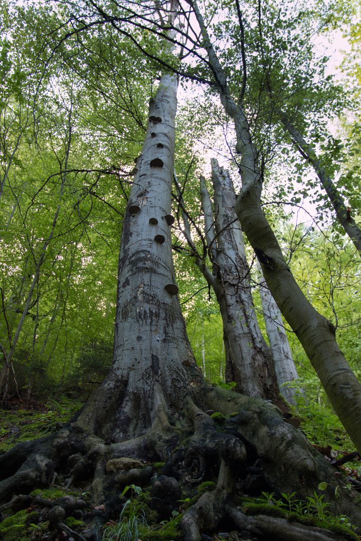 Fotoausflug an der Ilse - Ilsenburg (Harz) 03