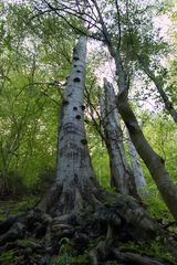 Fotoausflug an der Ilse - Ilsenburg (Harz) 03