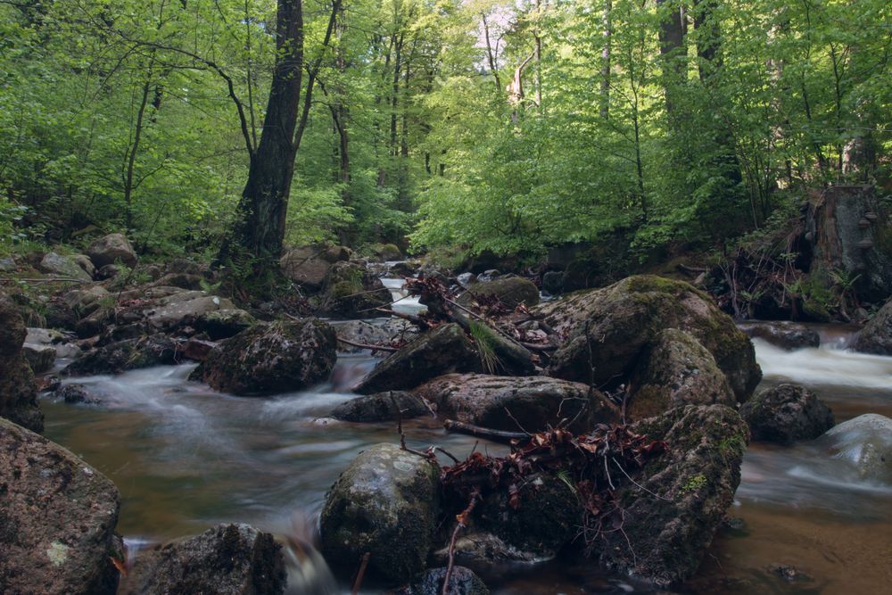 Fotoausflug an der Ilse - Ilsenburg (Harz) 06