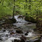 Fotoausflug an der Ilse - Ilsenburg (Harz) 07