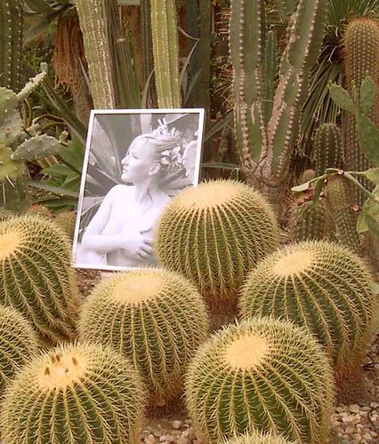 fotoausstellung zwischen kakteen