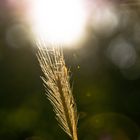 Fotoclub-Walk im Schlosspark Plaue