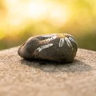 Fotoclub-Walk im Schlosspark Plaue