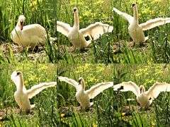 Fotocollage: Schwan nach der Flugeinlage im Nest