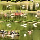 Fotocollage: Schwanenflug im Blücherpark