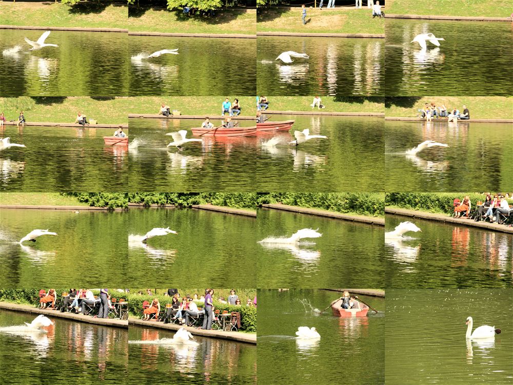 Fotocollage: Schwanenflug im Blücherpark