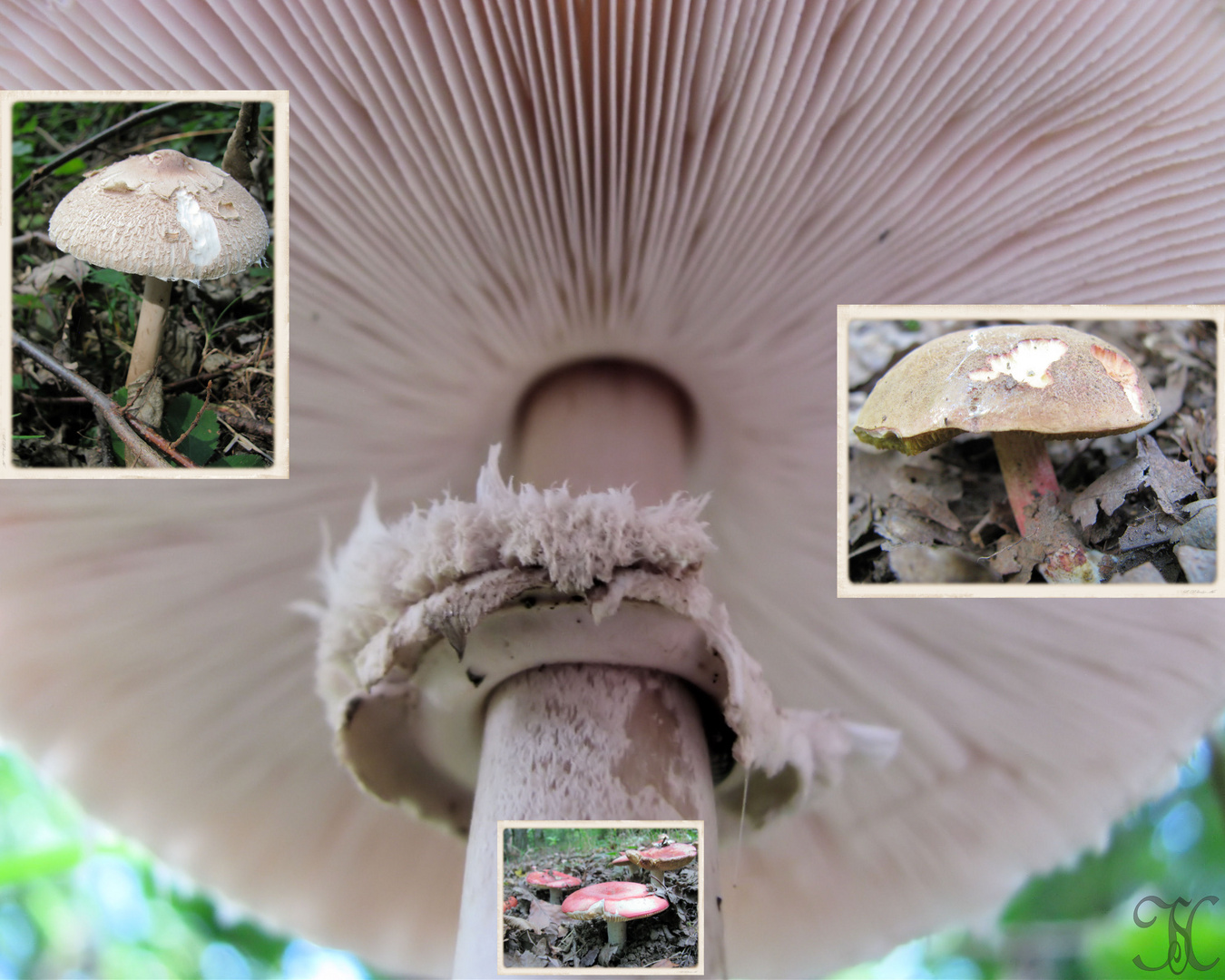 Fotocollage von Pilzen