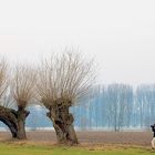 Fotoexkursion Abenteuer Niederrhein - Landschaftliche Highlights