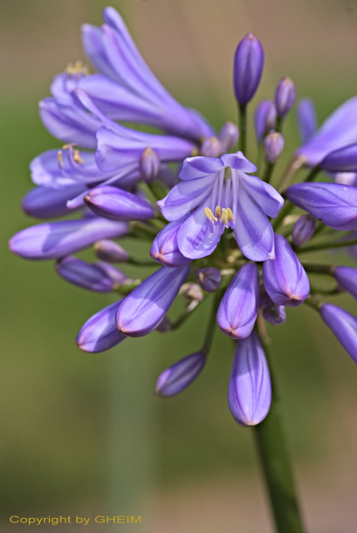 Fotoexkursion Botanischer Garten Krefeld 003