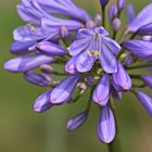 Fotoexkursion Botanischer Garten Krefeld 003