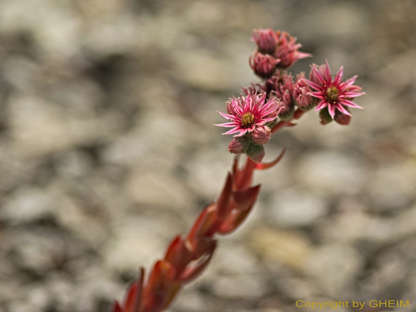 Fotoexkursion Botanischer Garten Krefeld 004