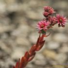 Fotoexkursion Botanischer Garten Krefeld 004