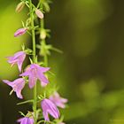 Fotoexkursion Botanischer Garten Krefeld 005