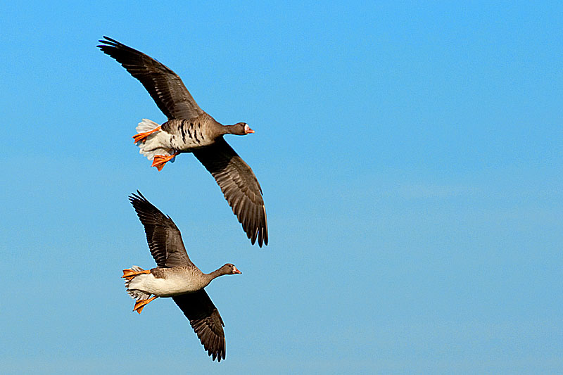 Fotoexkursion - Niederrhein Wildgänse - Zugvogelbeobachtung