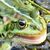 Fotofroggy