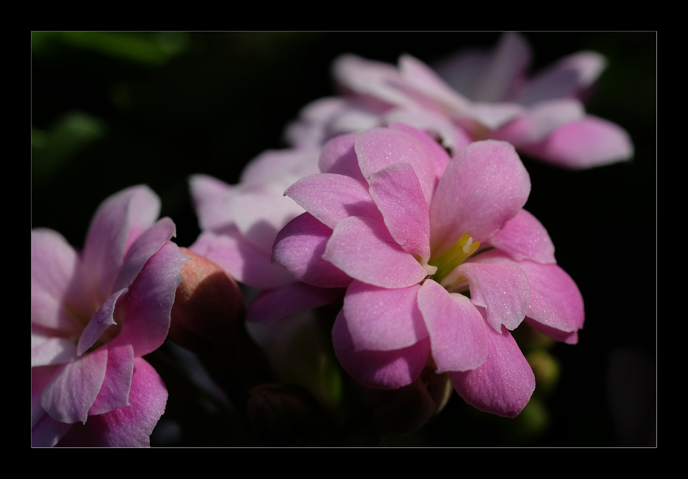 Fotofrühling im Blumenfenster