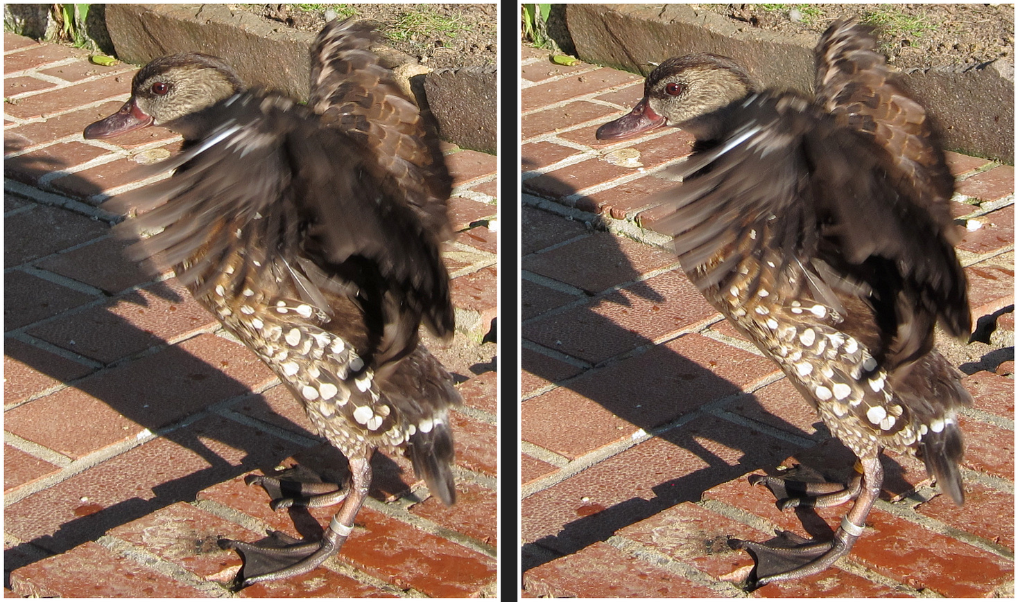 fotogen... (Kreuzblick-Stereo)