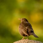 fotogene Amsel