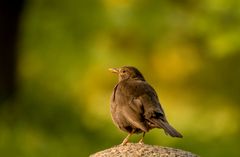 fotogene Amsel