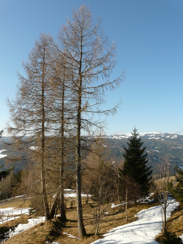 fotogene Bäume im Garten auf der Alm