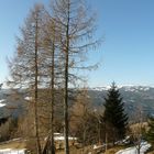 fotogene Bäume im Garten auf der Alm