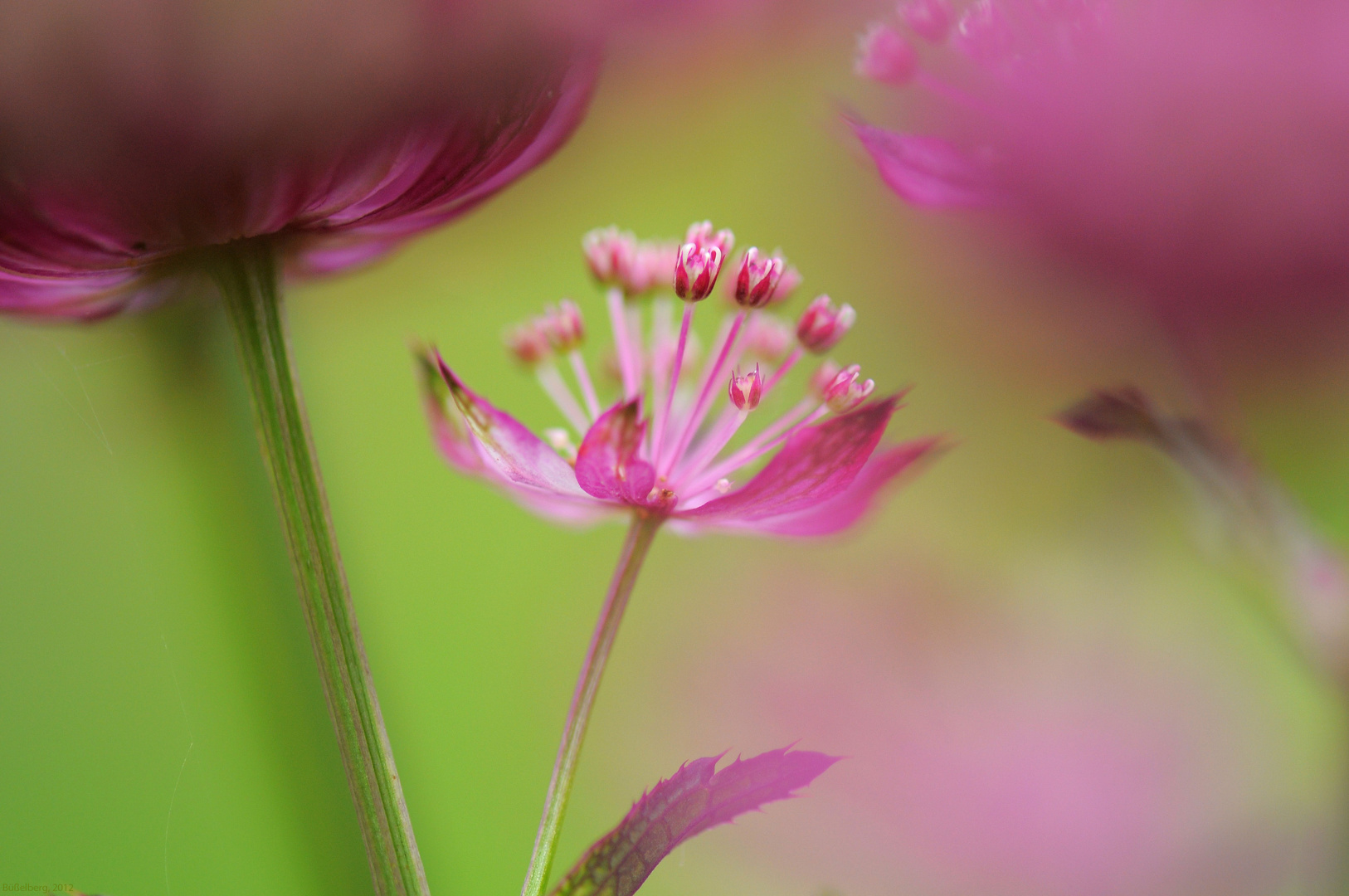 Fotogene Blüten im Garten