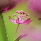 Fotogene Blüten im Garten