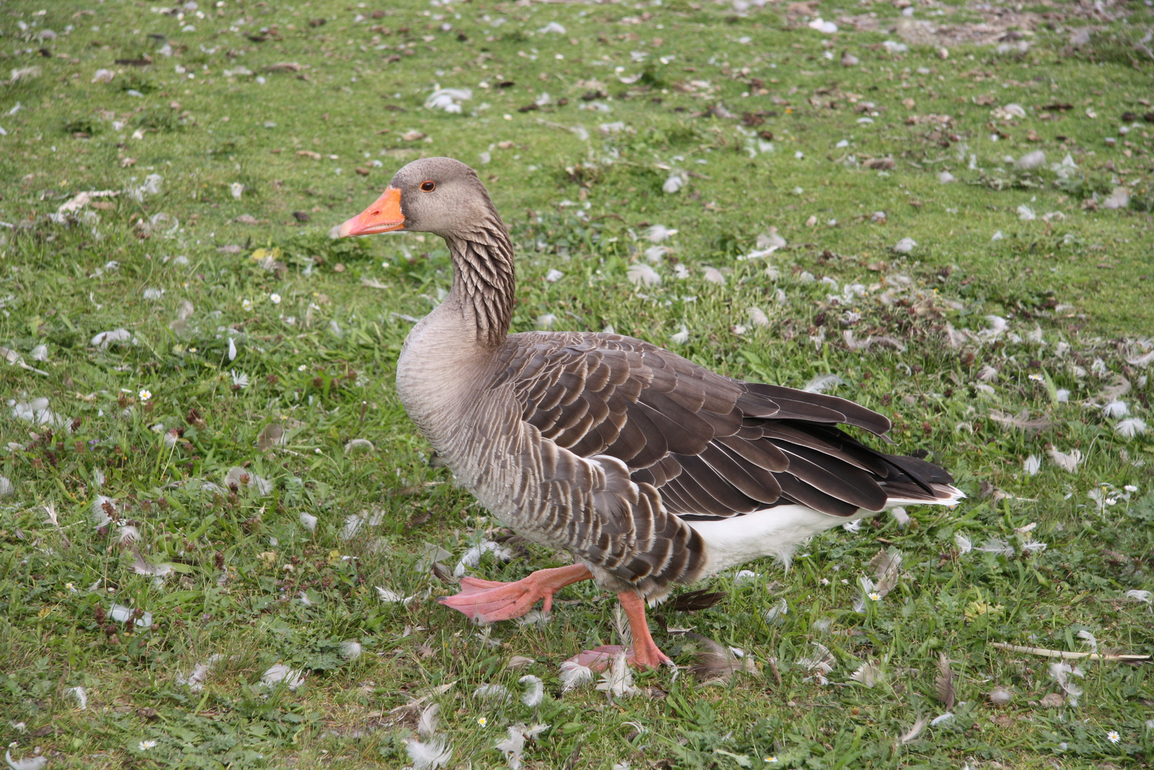 Fotogene Gans