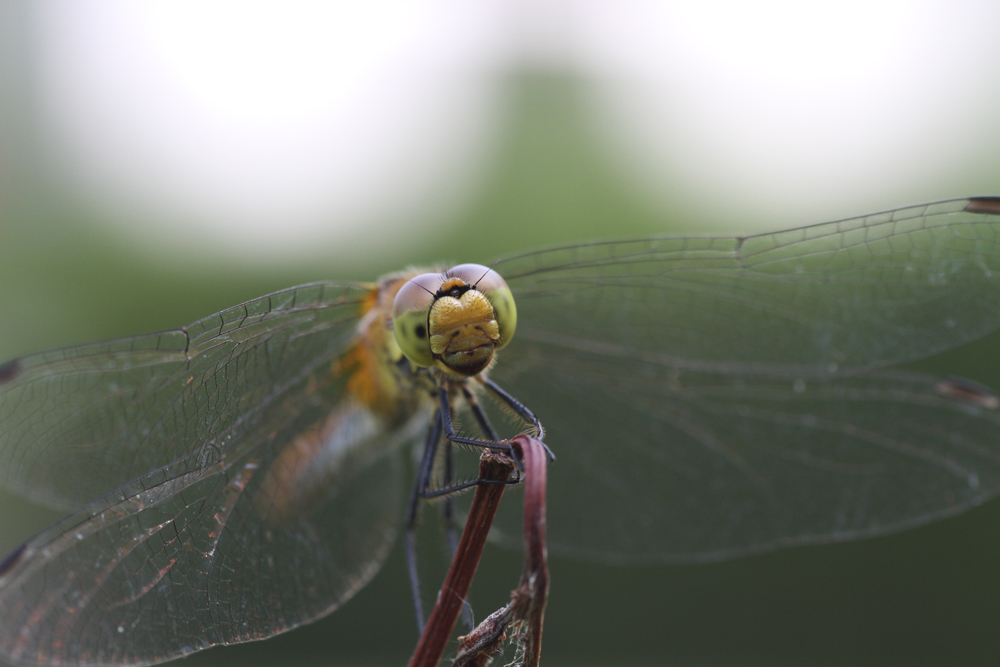 fotogene Libelle