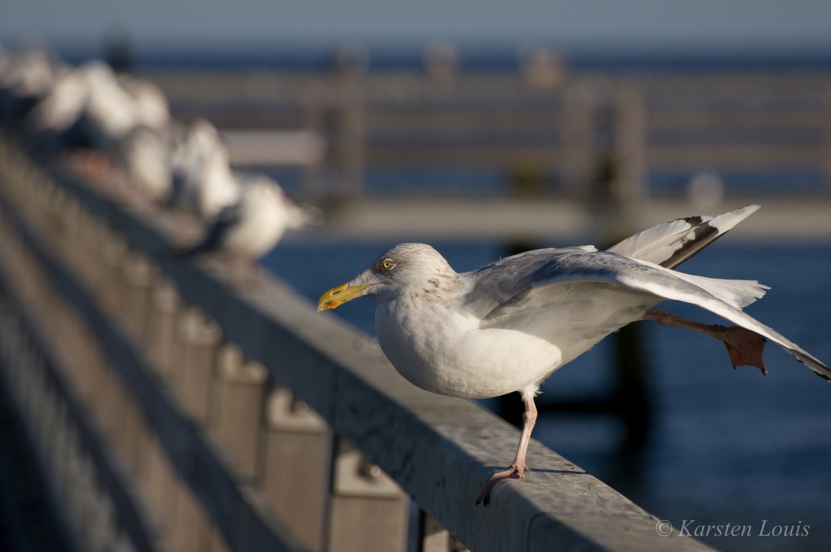 Fotogene Möwe