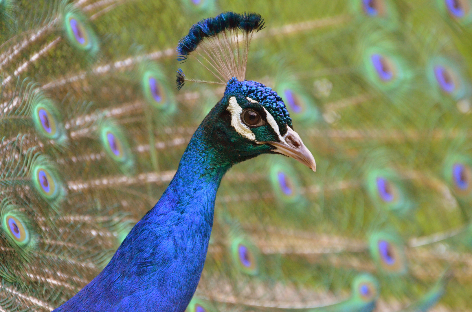 Fotogene Pfau