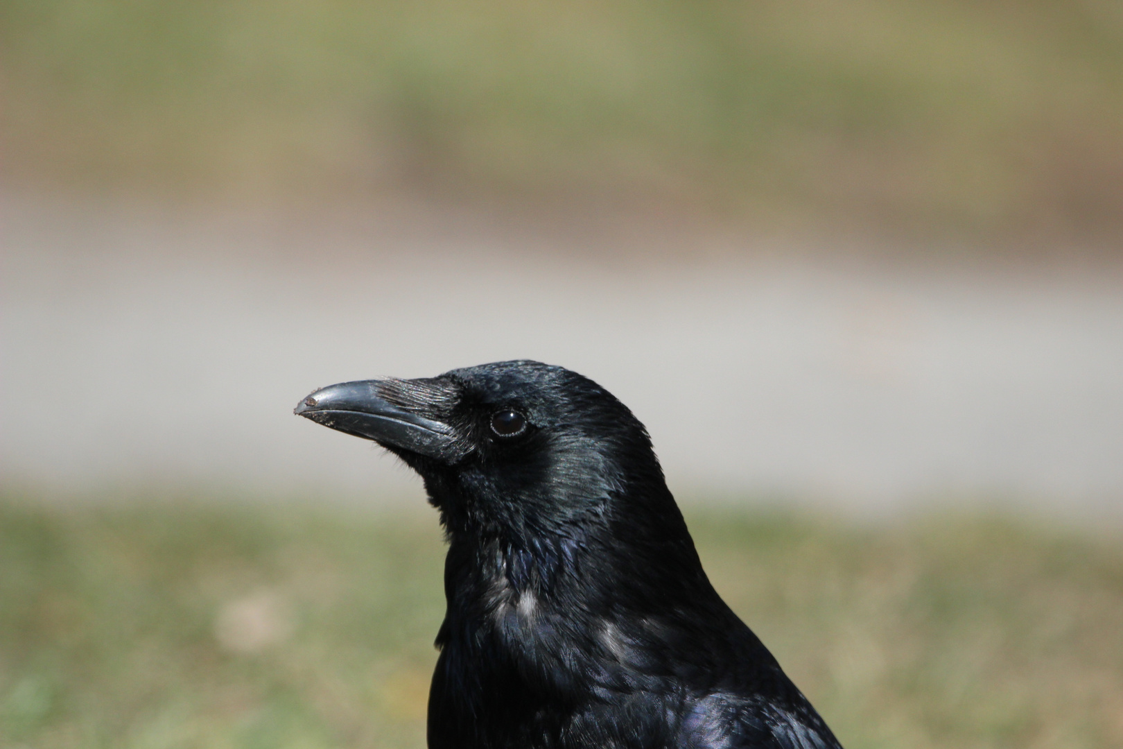 Fotogene Rabenkrähe (Corvus coron)