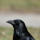 Fotogene Rabenkrähe (Corvus coron)