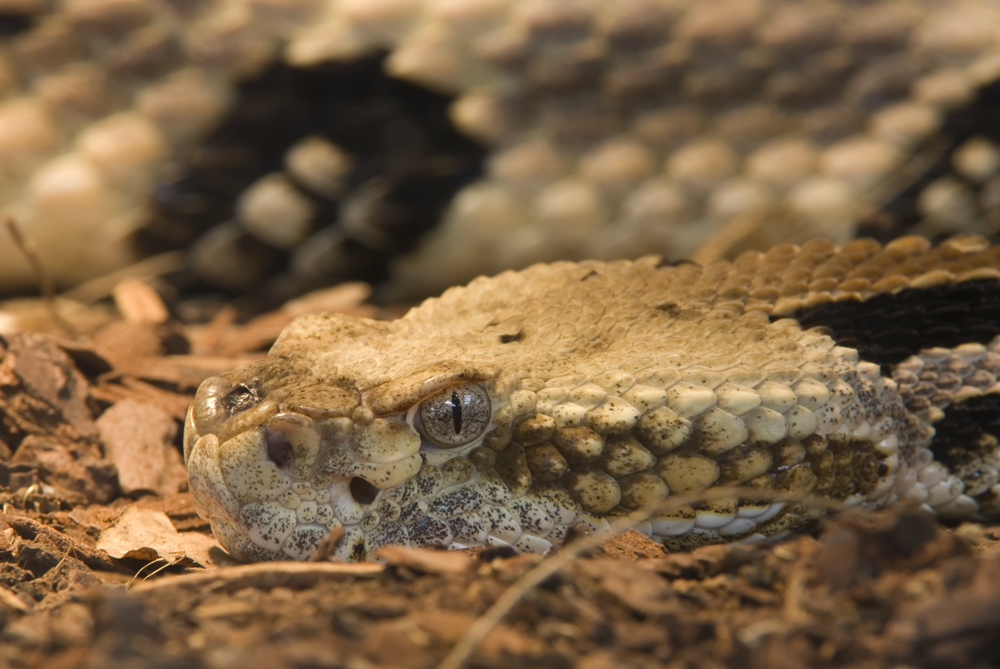 Fotogene Schlange (Viper?)