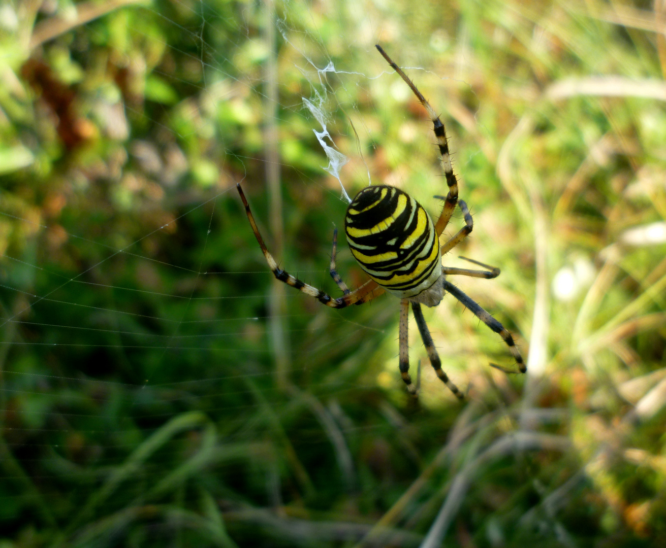 Fotogene Zebraspinne