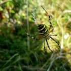 Fotogene Zebraspinne