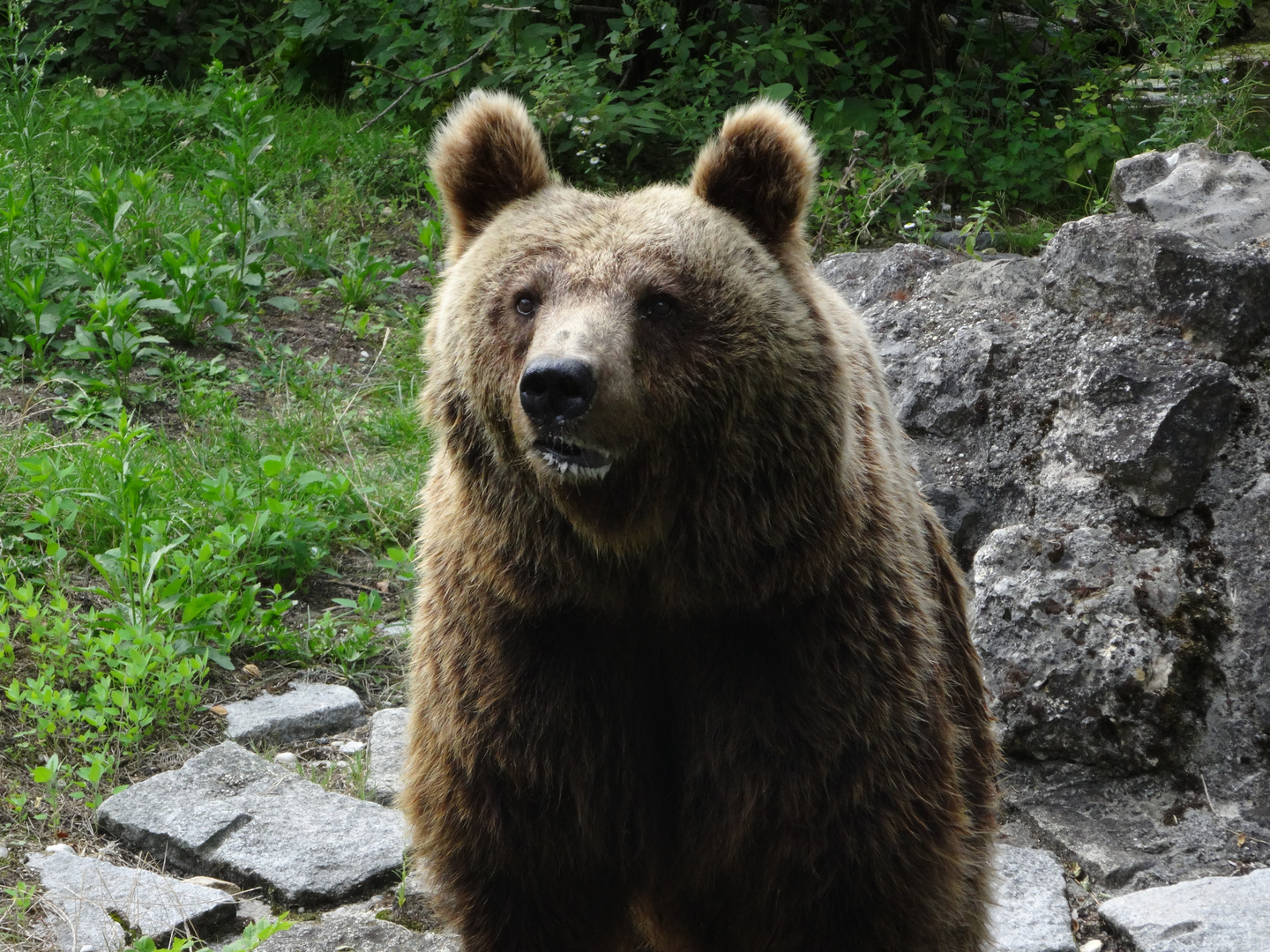 Fotogener Bär